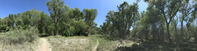 panoramic photo of trail with cottonwood and blue sky