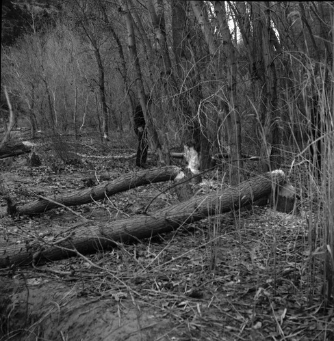 Tree damages as a result of beaver work along Virgin River near Weeping Rock, southeast of Angels Landing. Fremont cottonwoods.