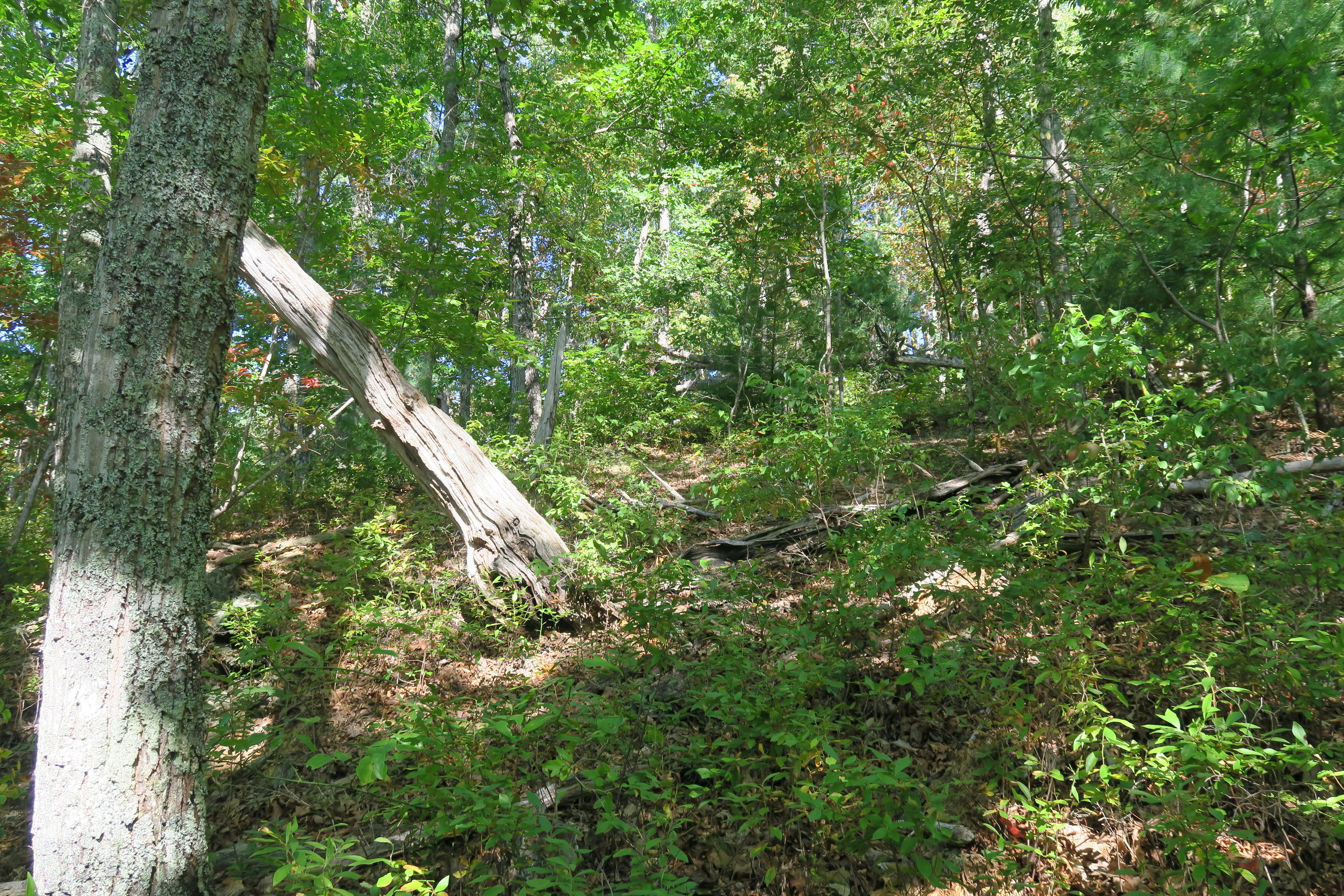 GRSM Accuracy Assessment. Plot Code: GRSM_AA_0968_6