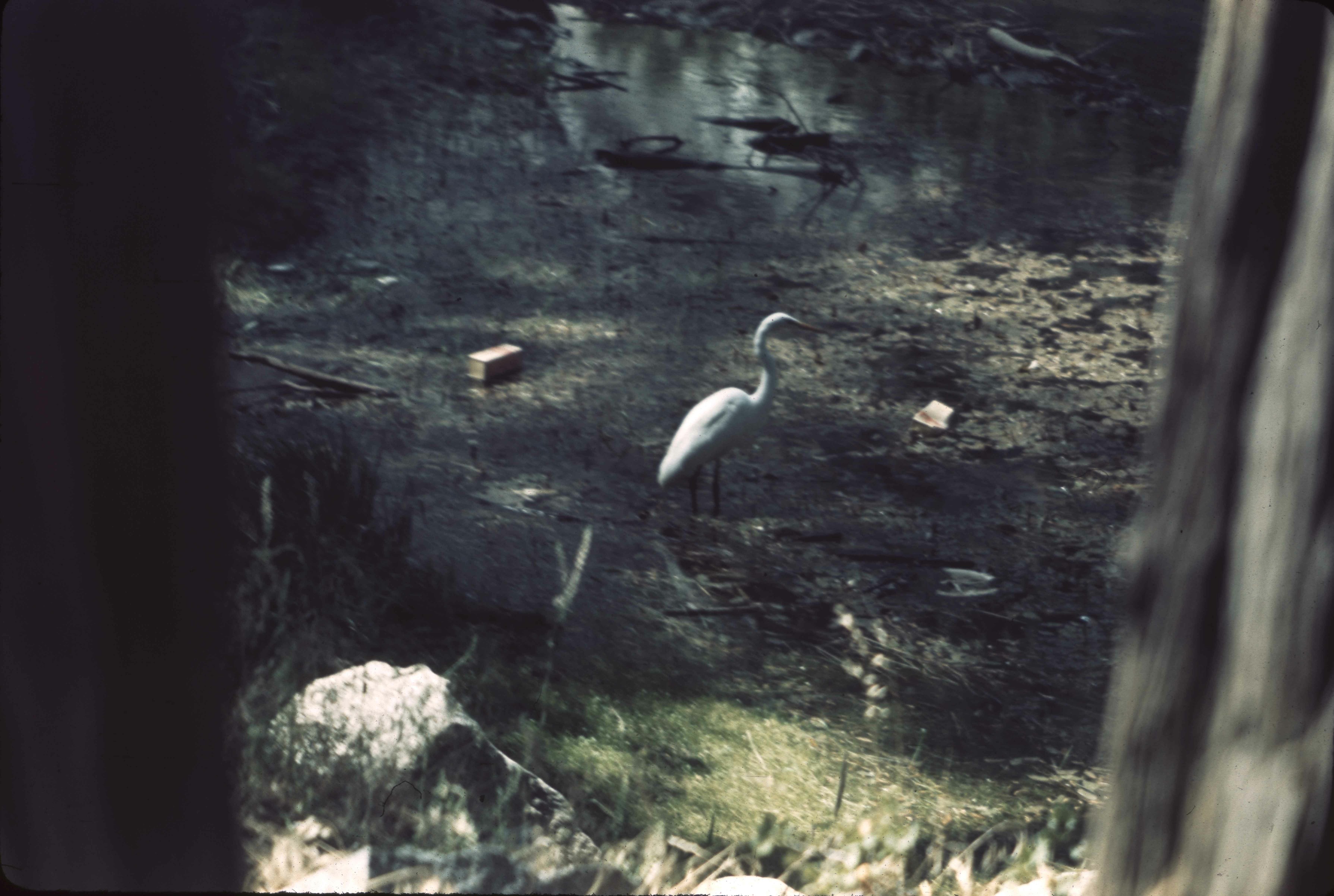 Snowy Egret. RHA Ralph H. Anderson. 8/43 1943 August. Original. E-03-79-004