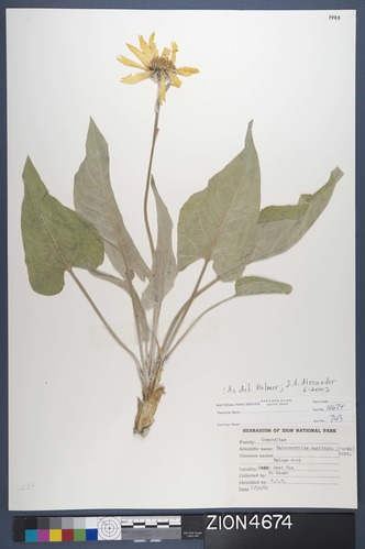 Herbarium Specimen Sheet 4674