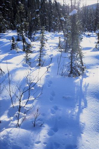 Moose Browse Collection, Yukon-Charley Rivers, 2003 2