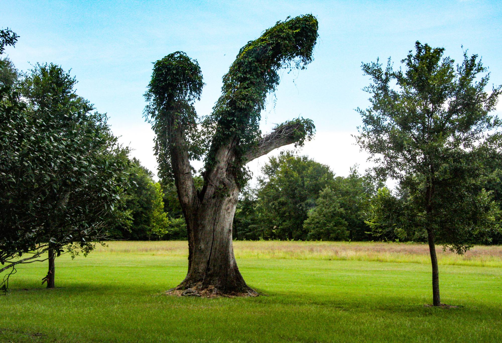 Several trees in a farm field