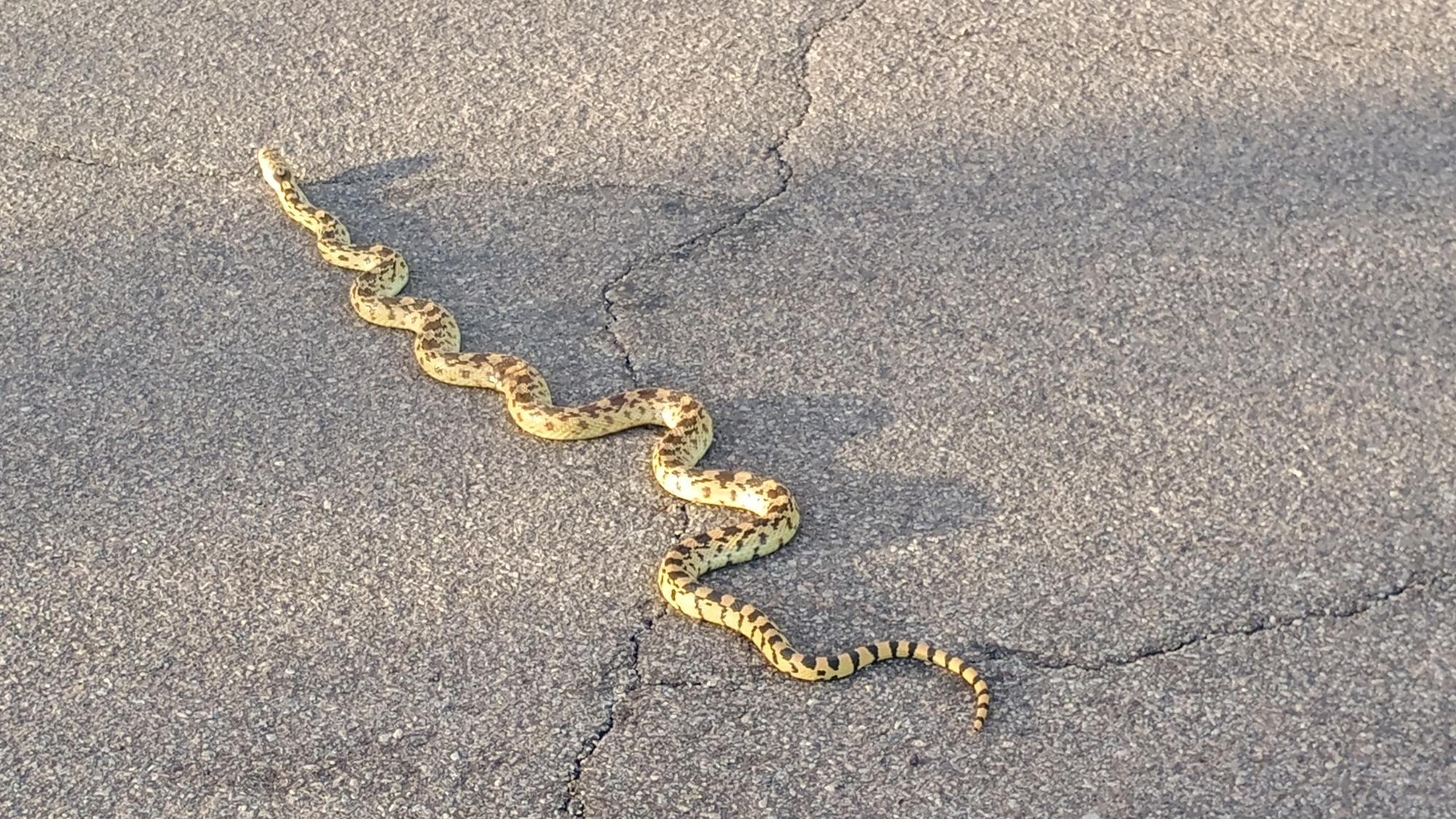 A tan snake with black marks on asphalt