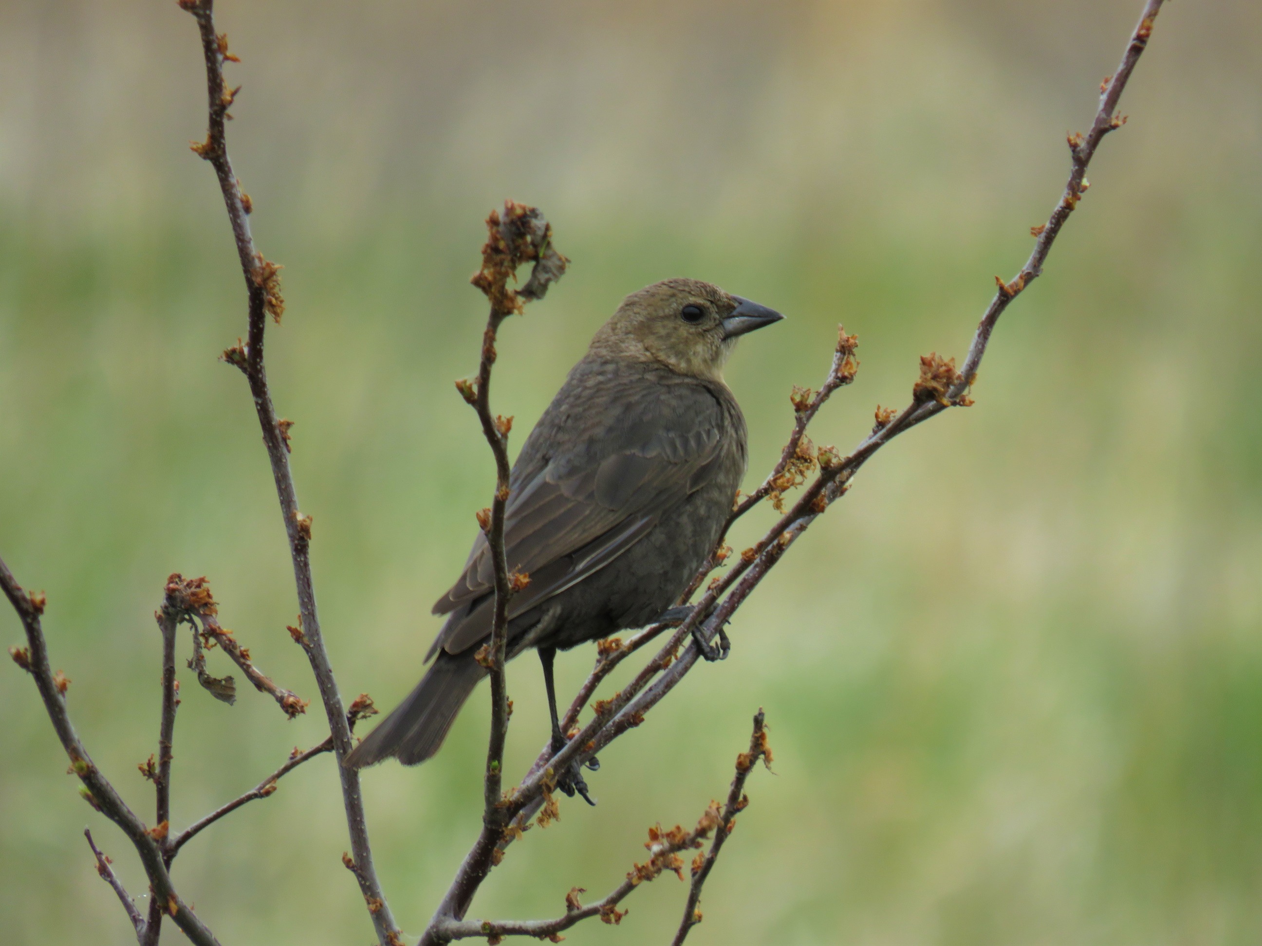 Bird sitting on bare twig.