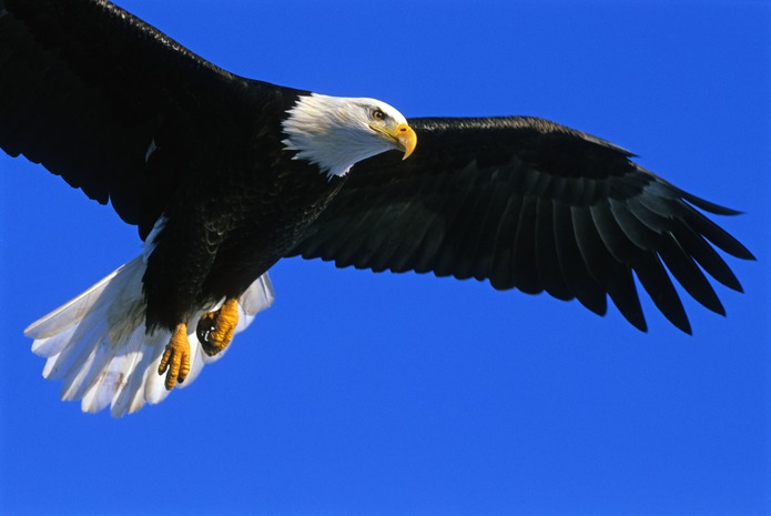 Bald Eagle in flight