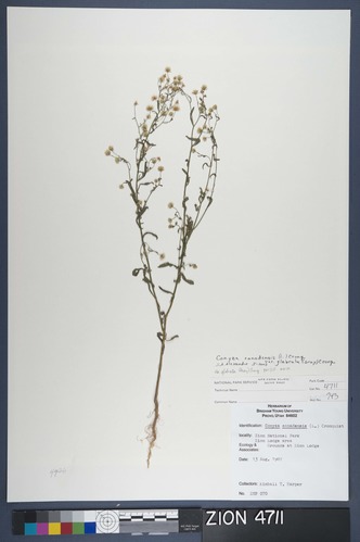 Herbarium Specimen Sheet 4711