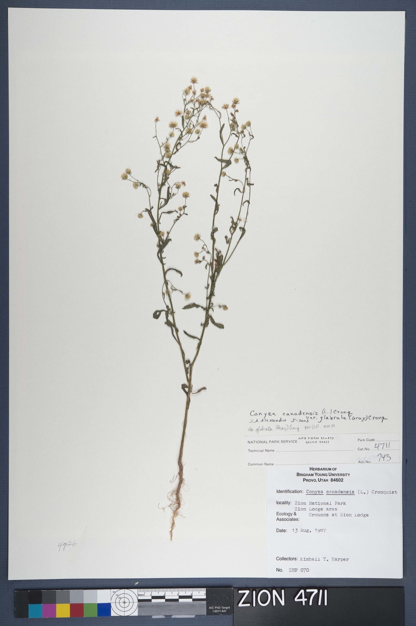 Herbarium Specimen Sheet 4711