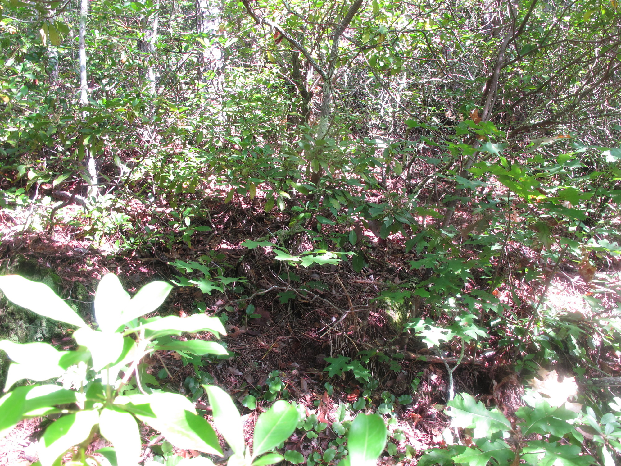 GRSM Accuracy Assessment. Plot Code: GRSM_AA_0430_2