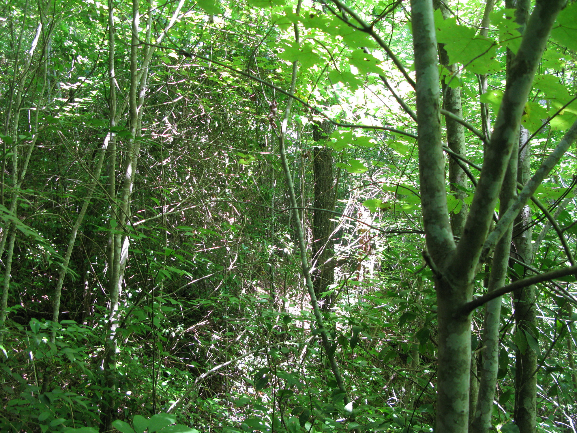 GRSM Accuracy Assessment. Plot Code: GRSM_AA_0271_2