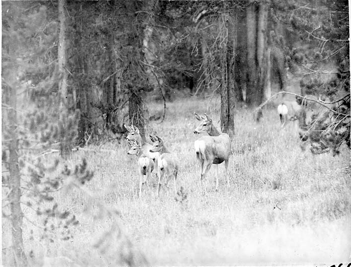 four deer looking at something