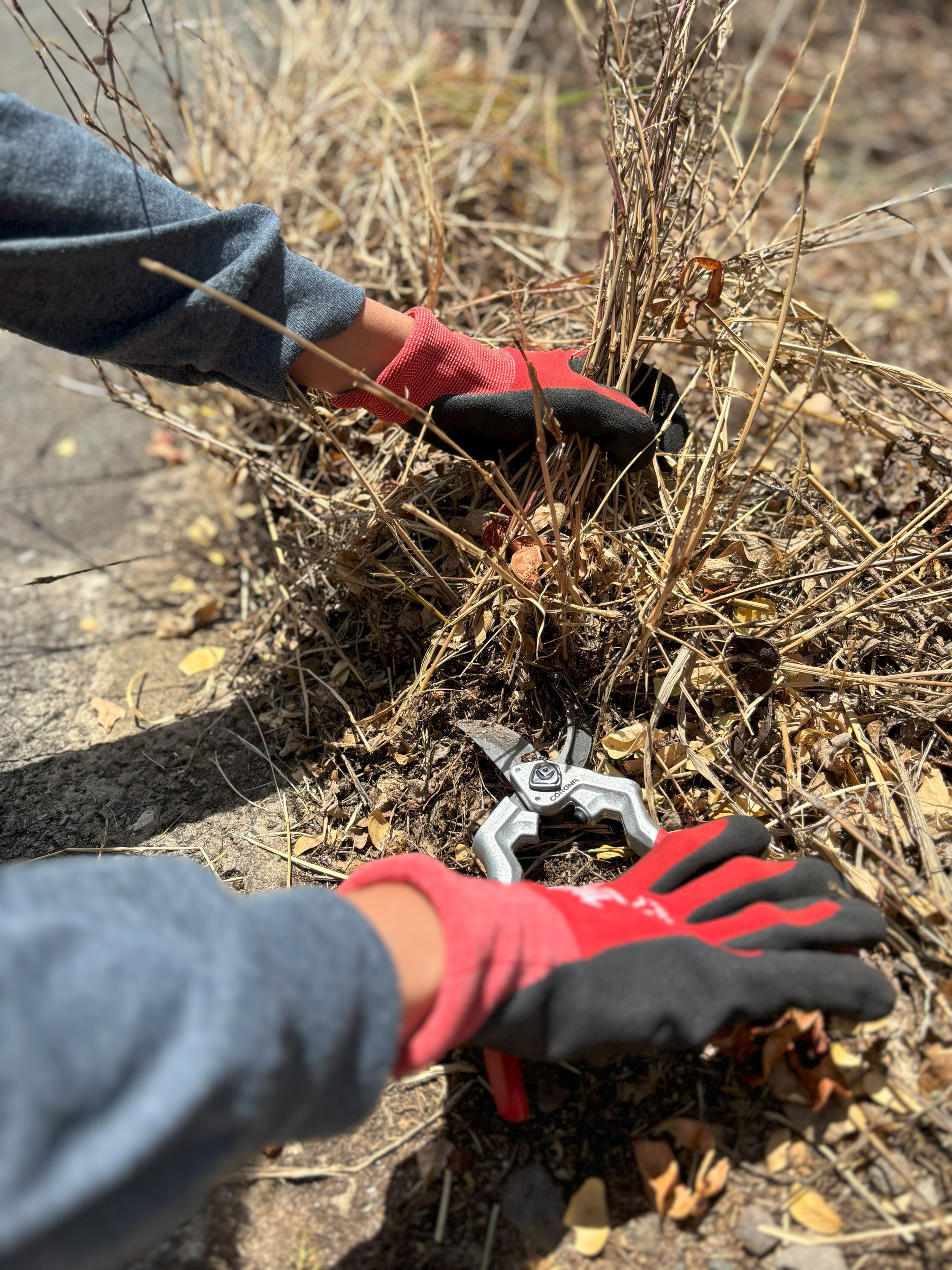 Two gloved hands, one holding dead weeds growing from the ground, the other holding clippers at the base of the vegetation, ready to clip.