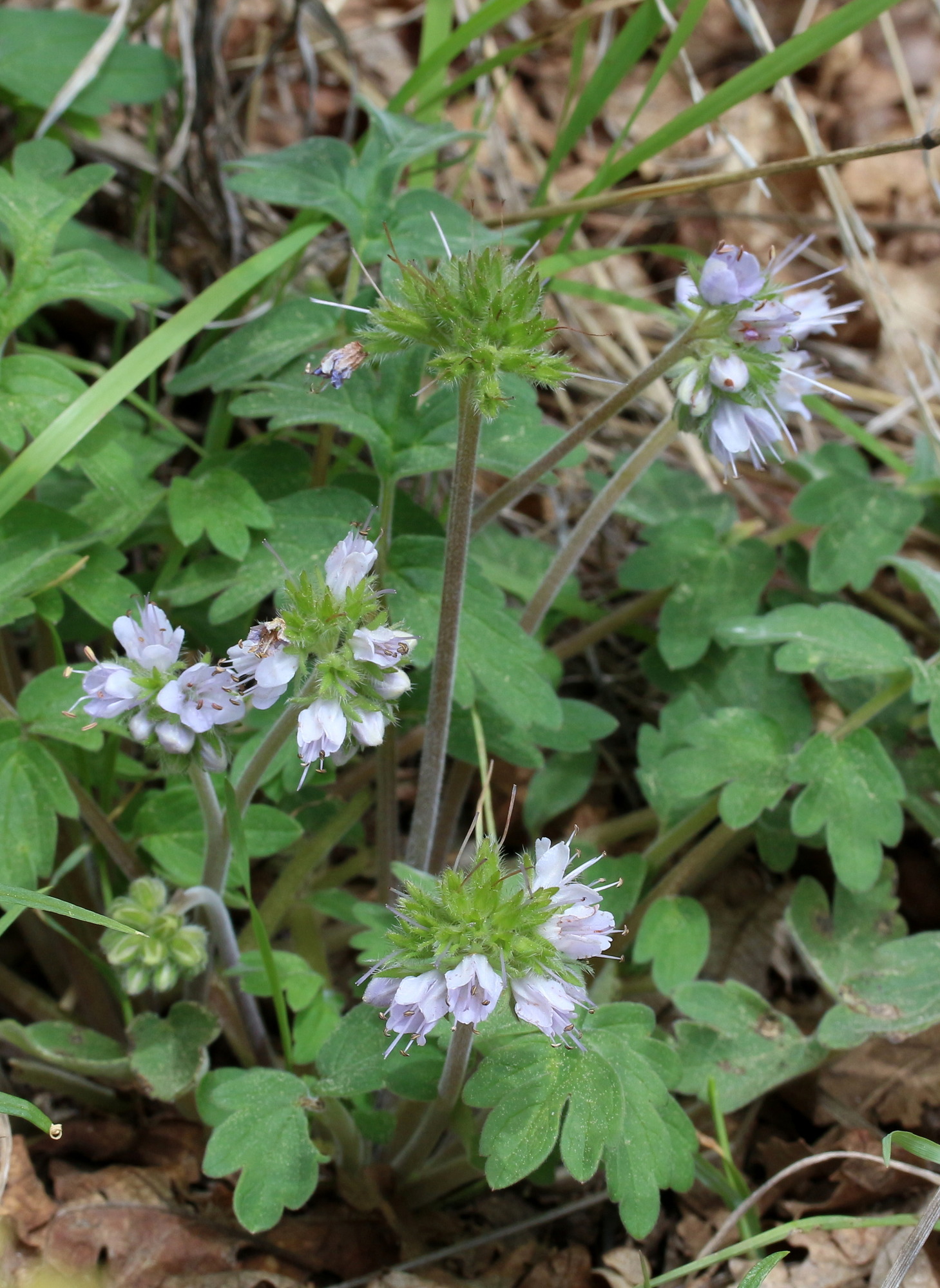 Hydrophyllum occidentale, Western waterleaf