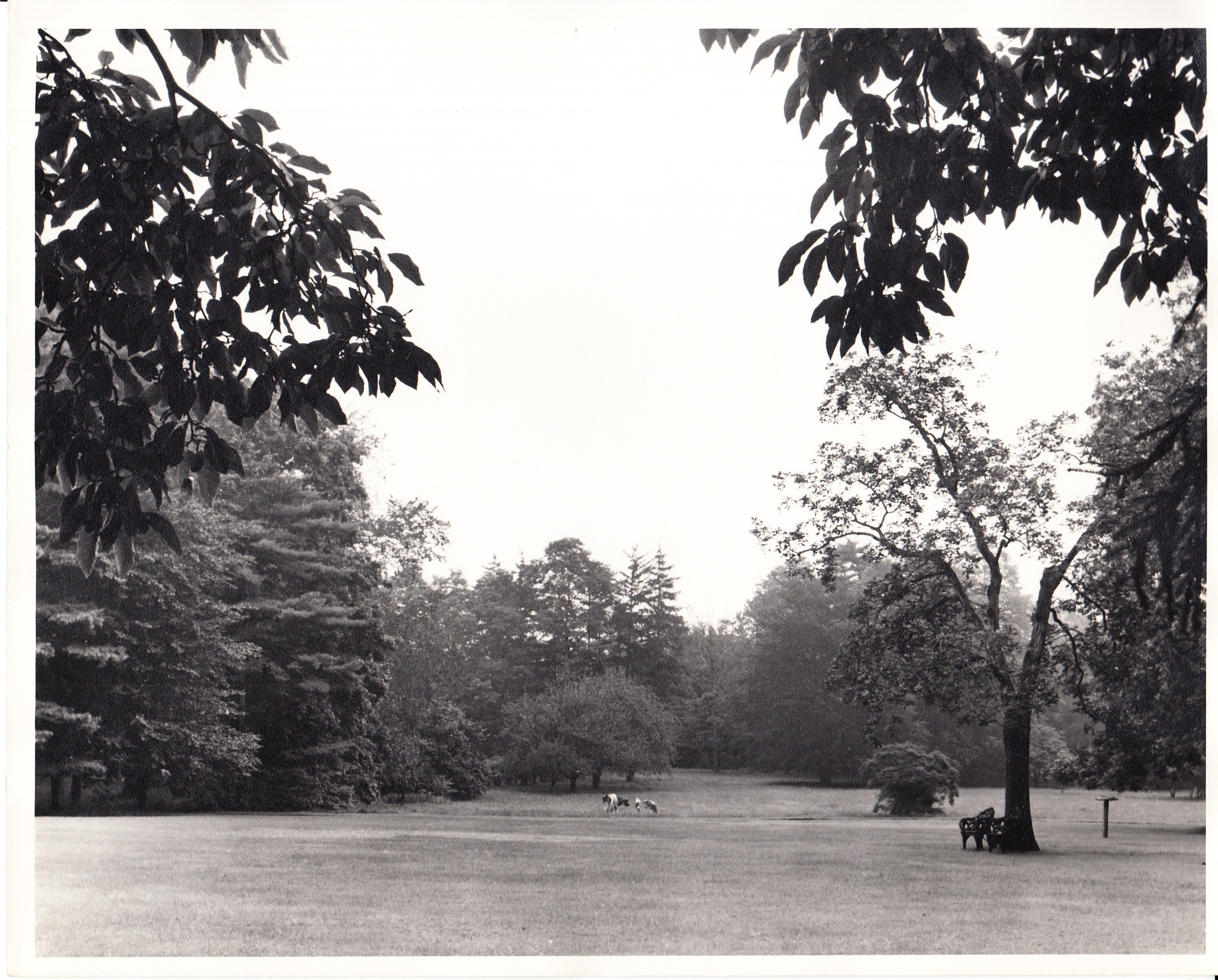 Glenmont, exterior, cows on lawn.