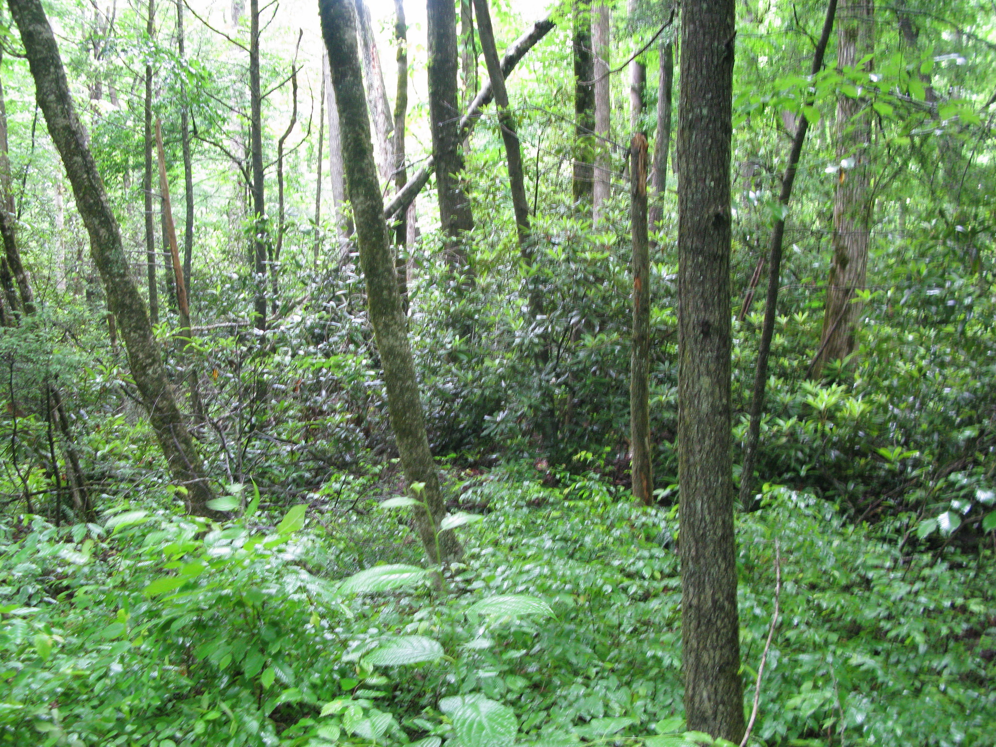 GRSM Accuracy Assessment. Plot Code: GRSM_AA_0627