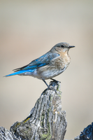 Mountain Bluebird 