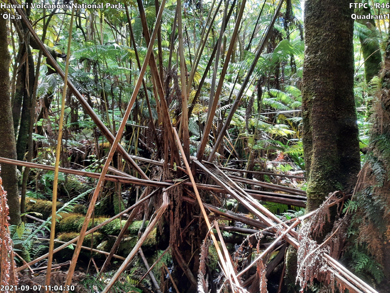 Eye-level view of plant community at monitoring site