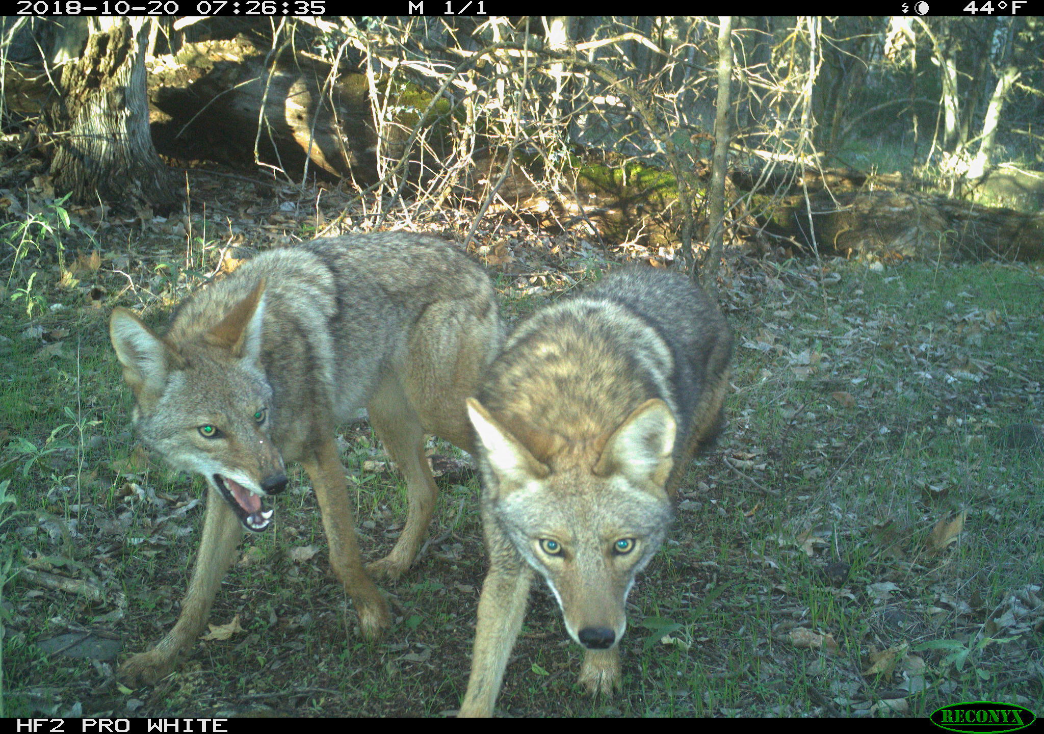 a coyote snarling at another