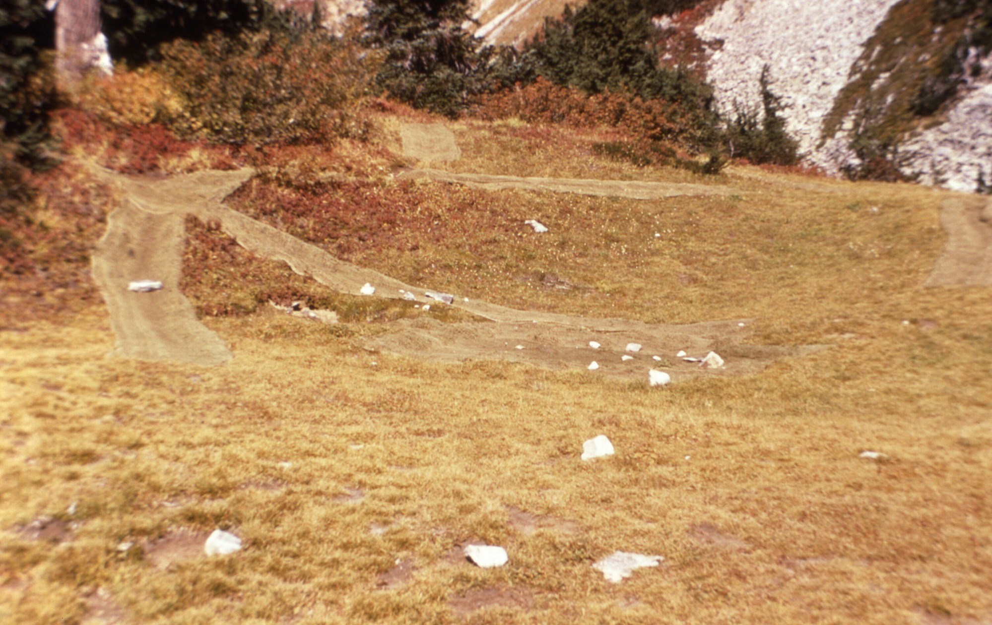 A meadow. To the left side is a trail coming down a hill from a forested area that splits into three separate forks. In the background is a rocky slope.