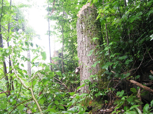 GRSM Accuracy Assessment. Plot Code: GRSM_AA_0938_3