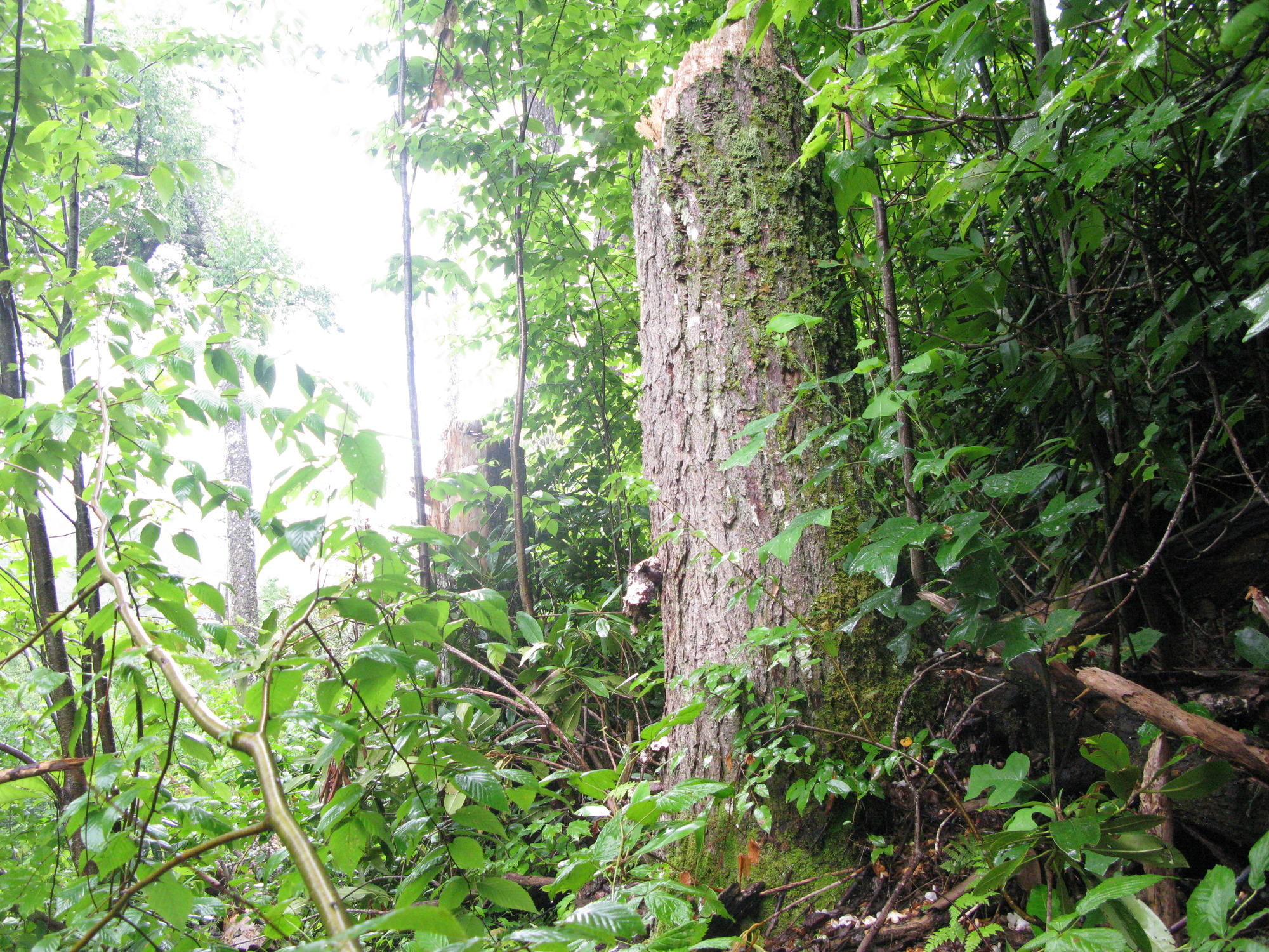 GRSM Accuracy Assessment. Plot Code: GRSM_AA_0938_3