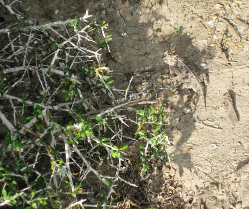 A horned lizard laying next to thorny brush.