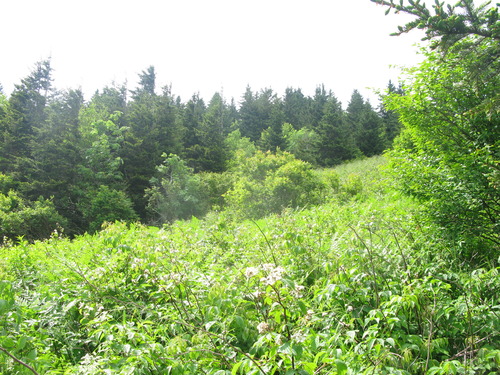 GRSM Accuracy Assessment. Plot Code: GRSM_AA_0628_6