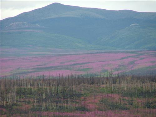 10 Yukon-Charley Rivers National Preserve Peregrine Falcon Survey July 2006