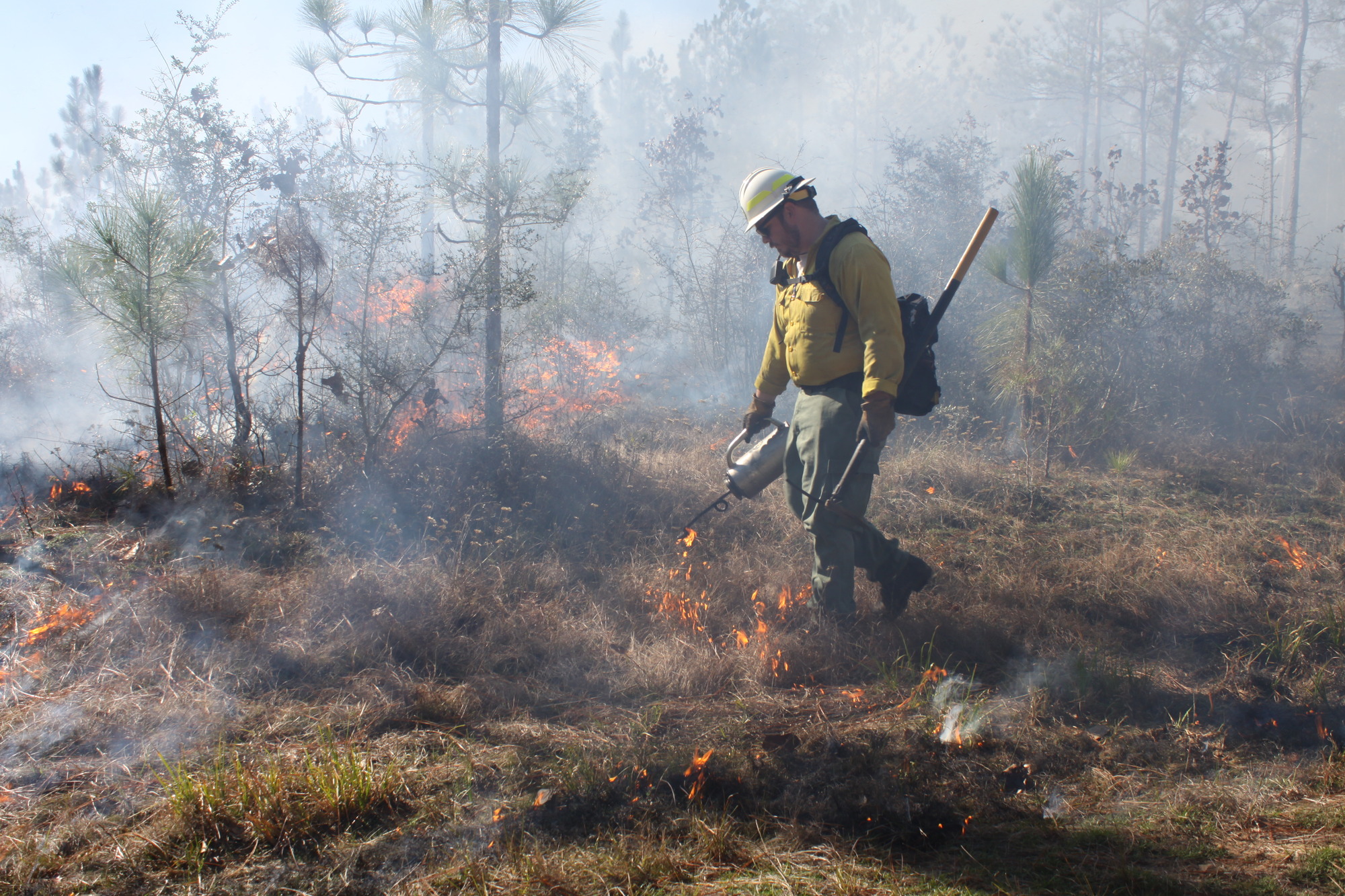 A firefighter uses a drip torch to start a controlled burn in a grassy, forested environment.