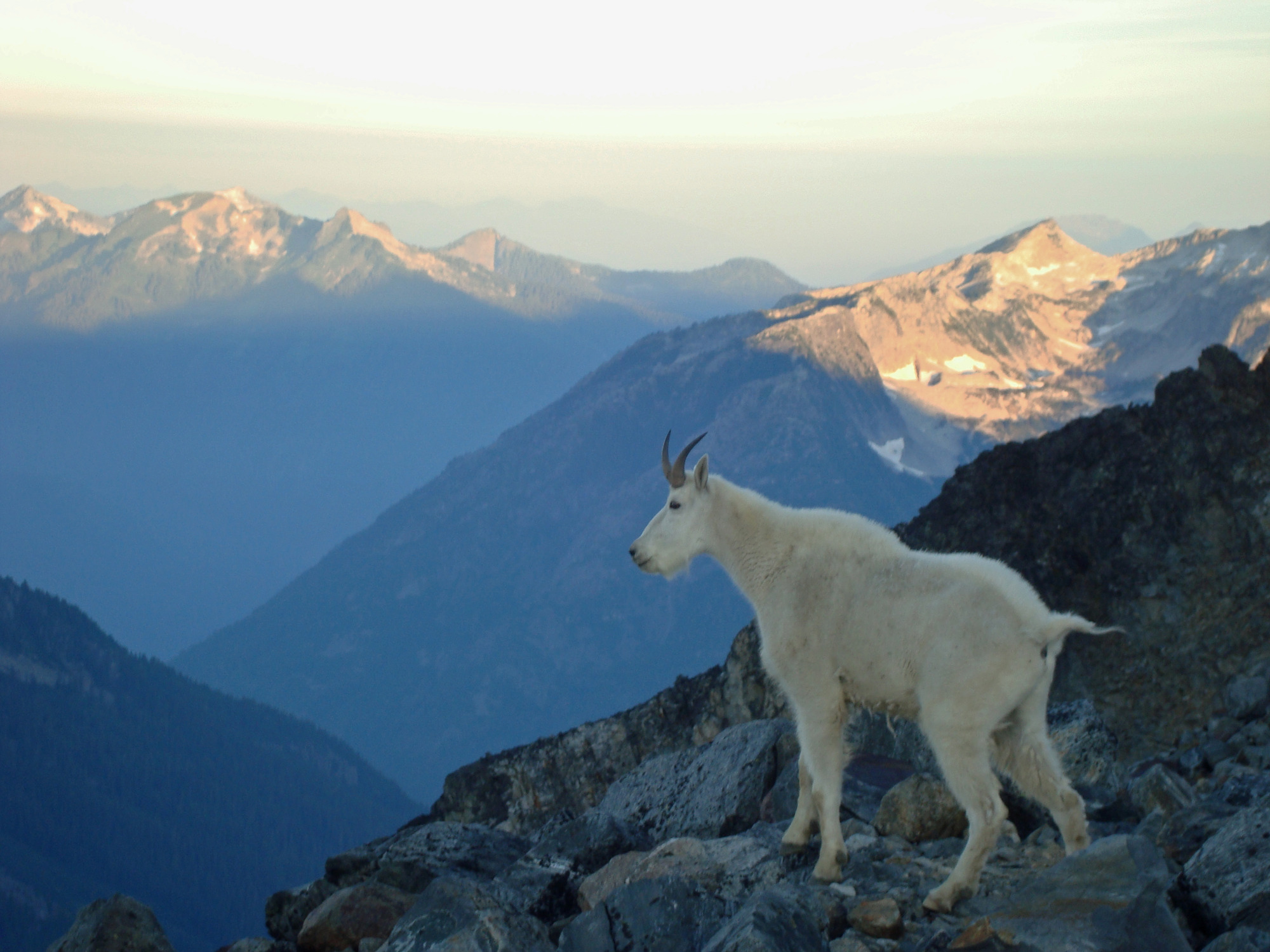 A white mountain goat looks into a valley with layers of jagged mountains.