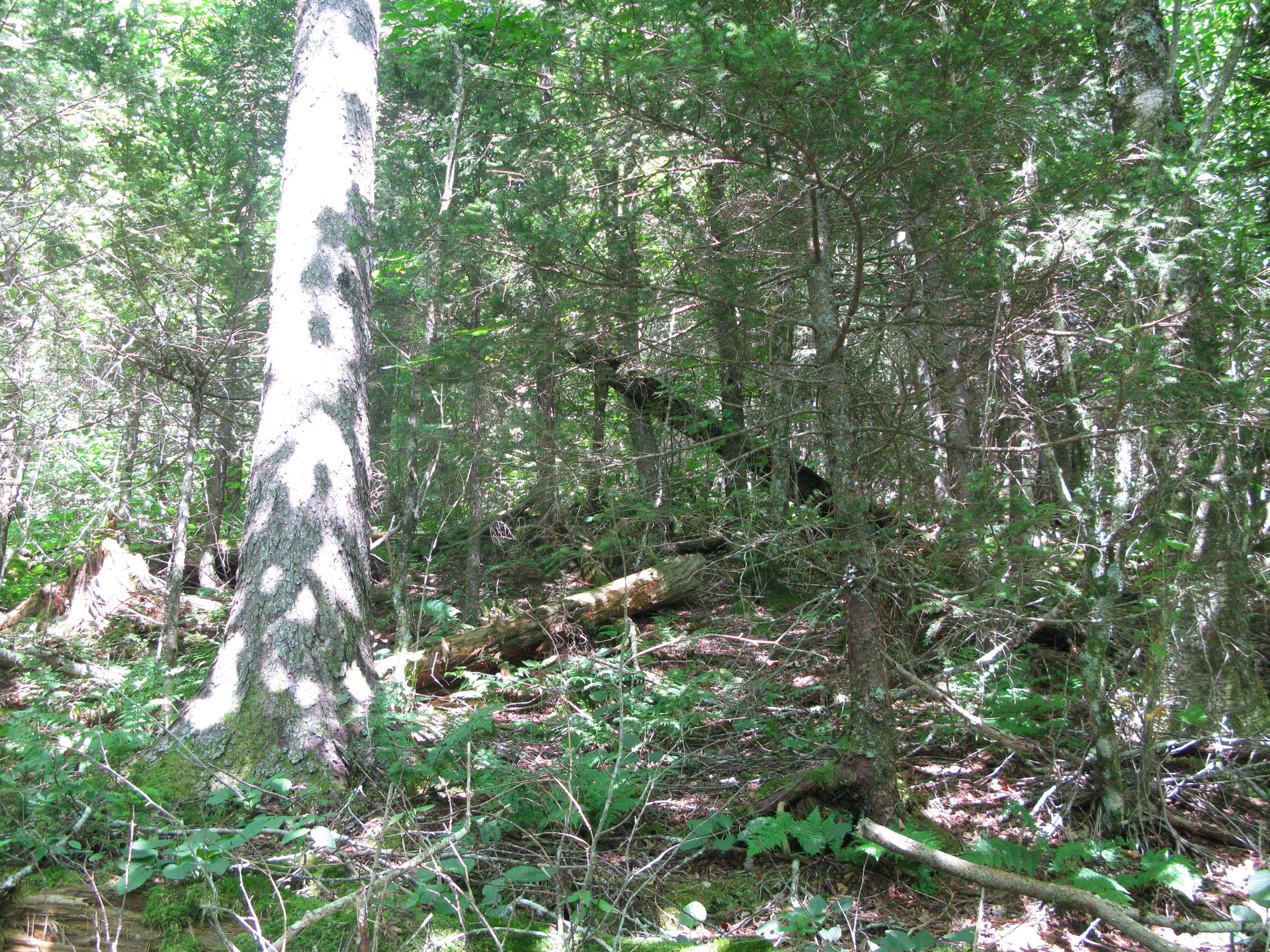 GRSM Accuracy Assessment. Plot Code: GRSM_AA_0094_3