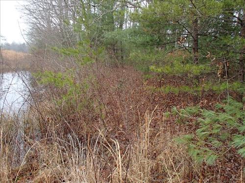 Trees growing on the dams at Big South Fork NRRA in 2013.