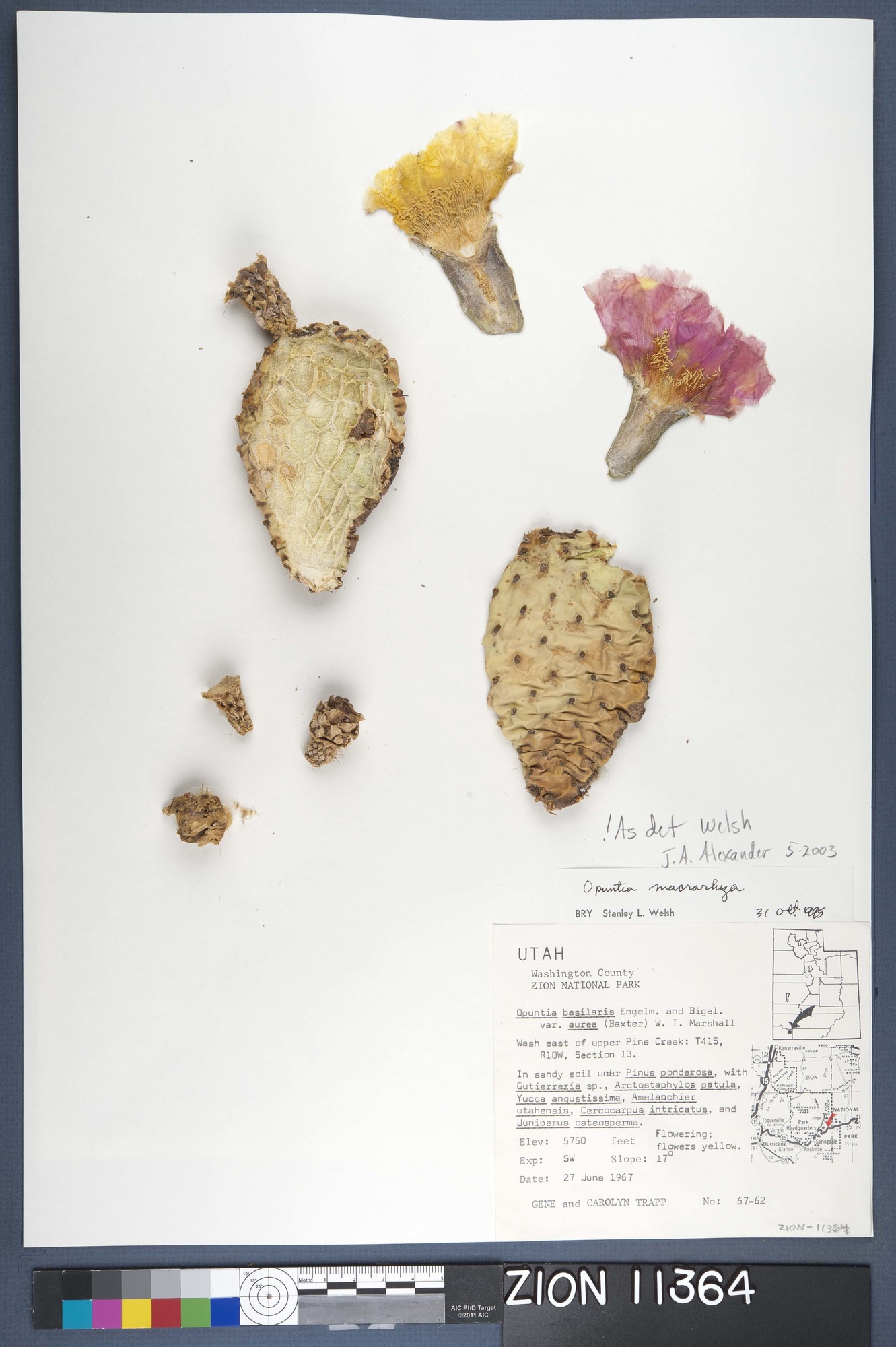 Herbarium Specimen Sheet 11364