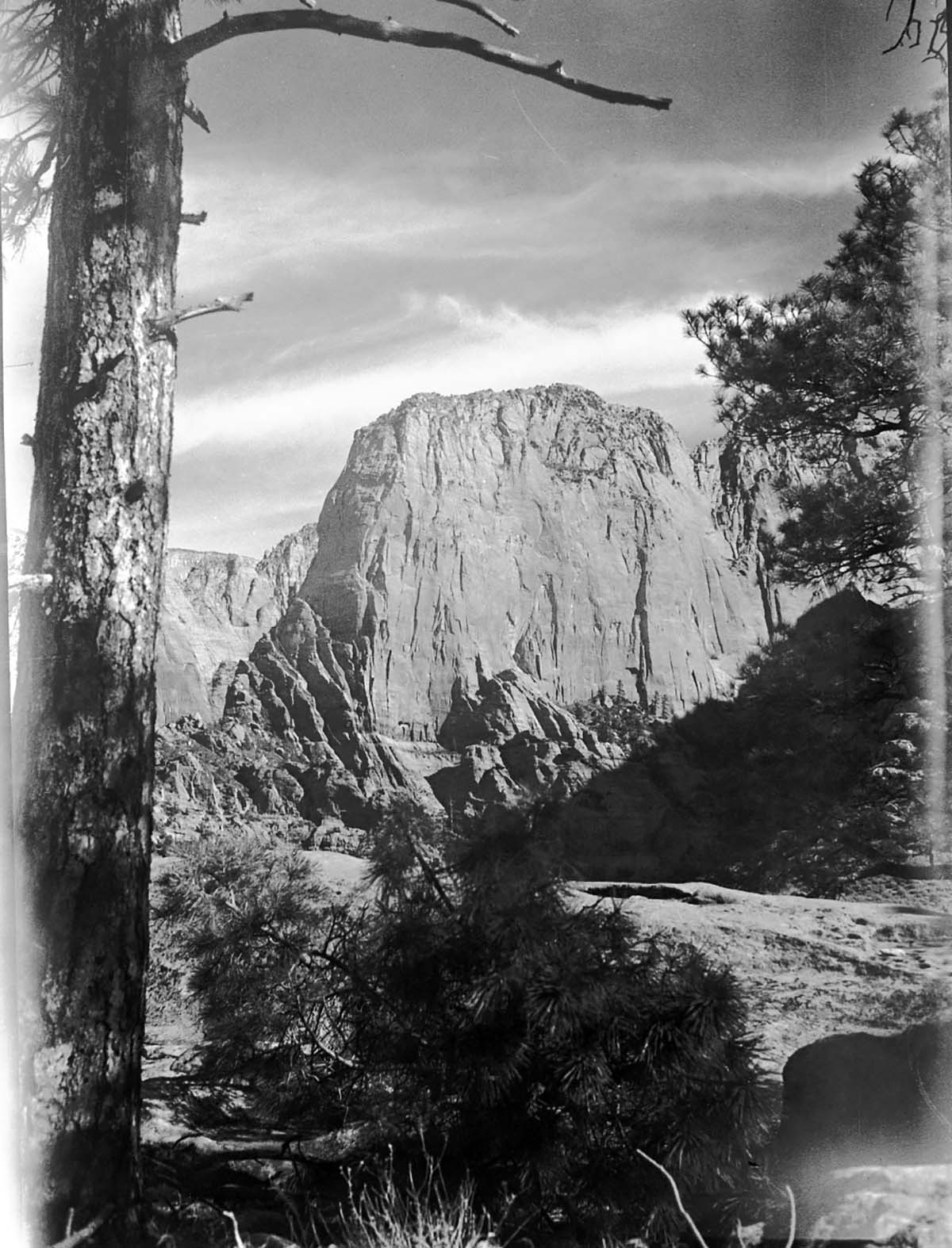 Paria Point, framed by ponderosas.
