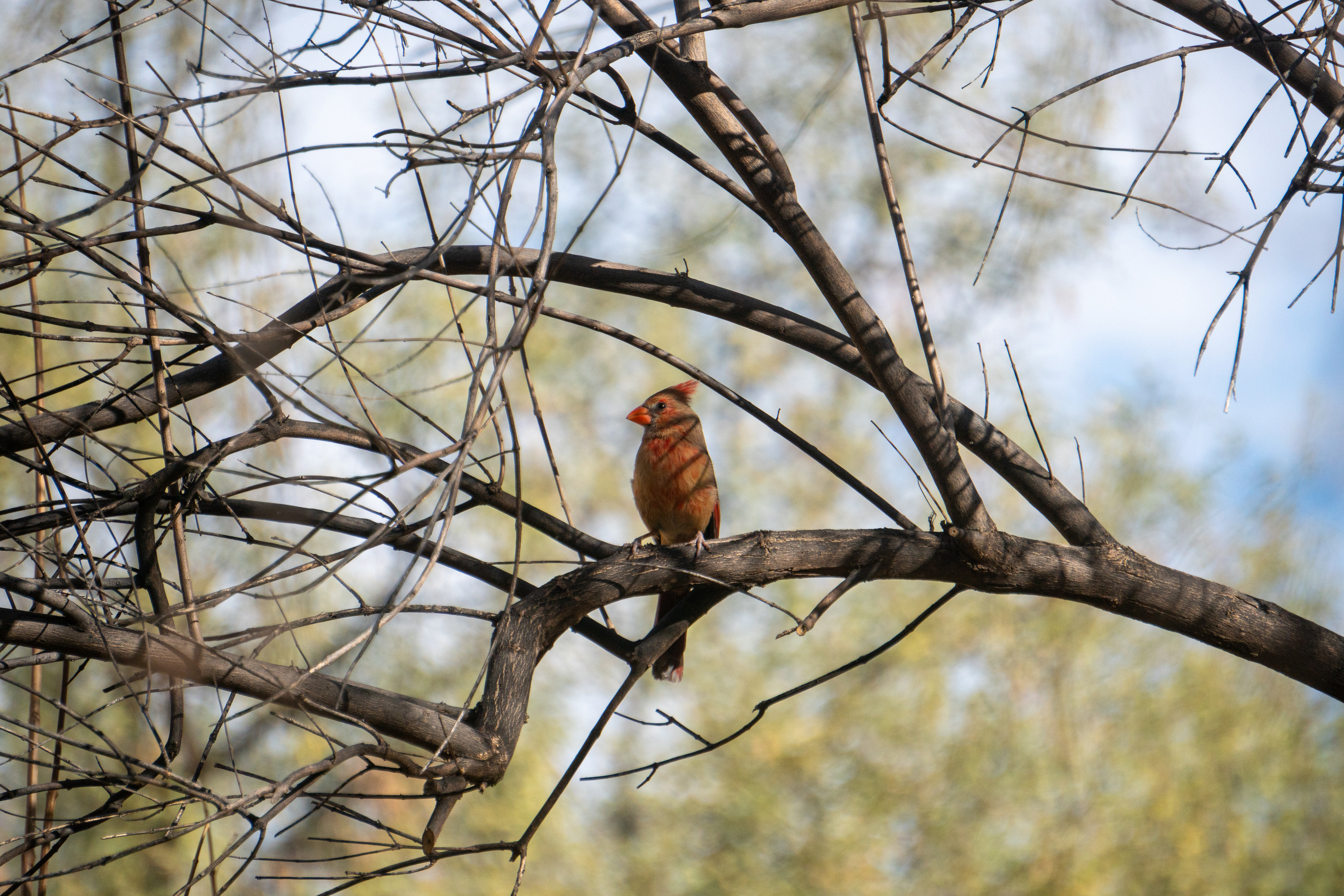A red and brown bird with a red beak sits on a bare tree branch