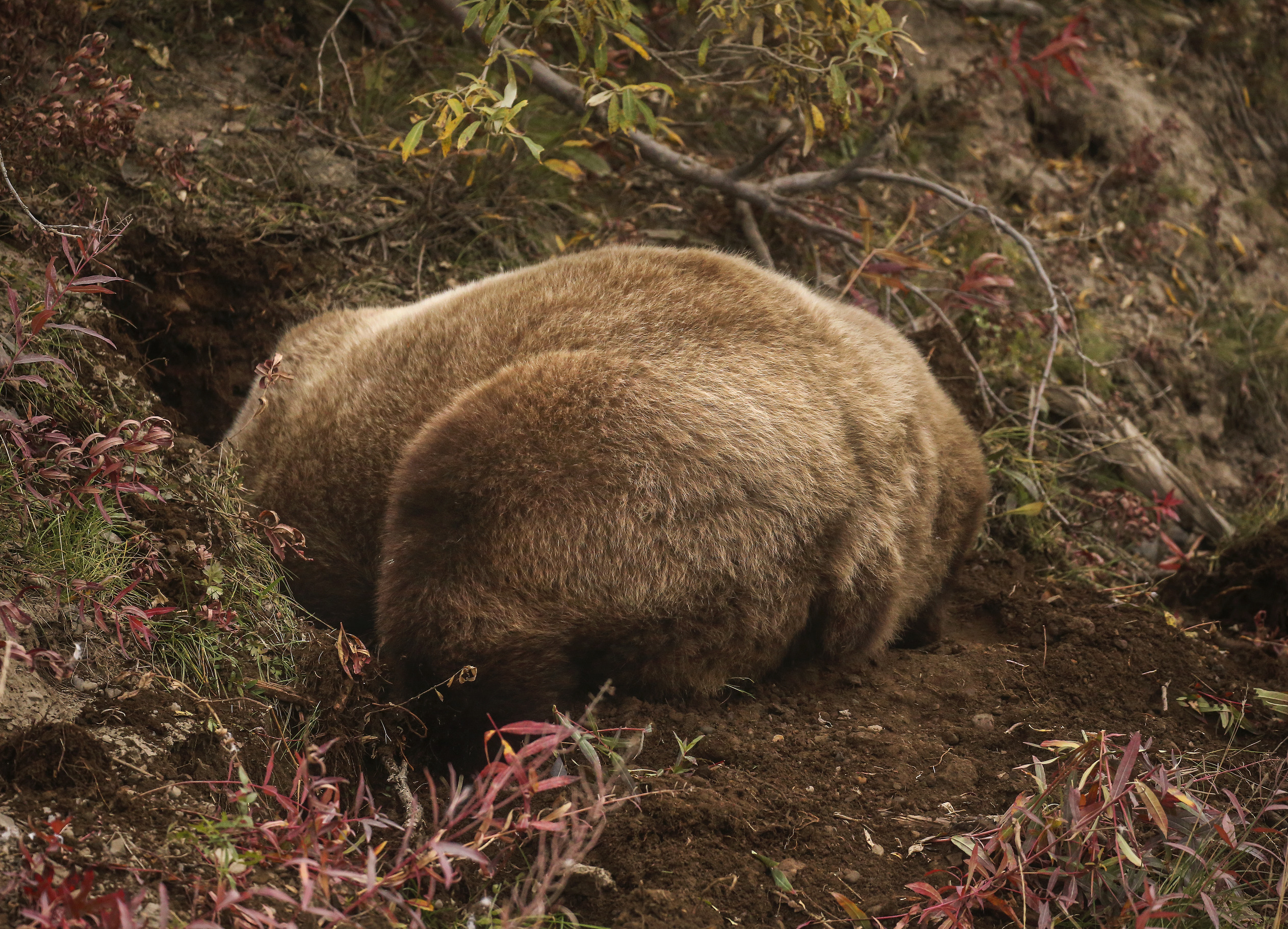a large brown bear with its head largely buried in a hillside as it digs into a burrow after squirrels
