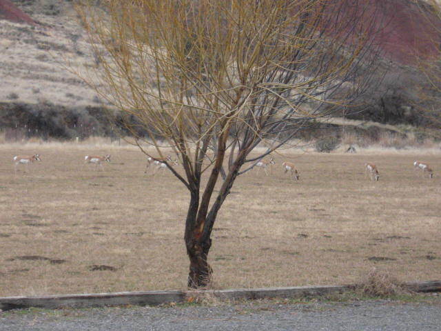 Eight Pronghorn graze in a field behind a tree
