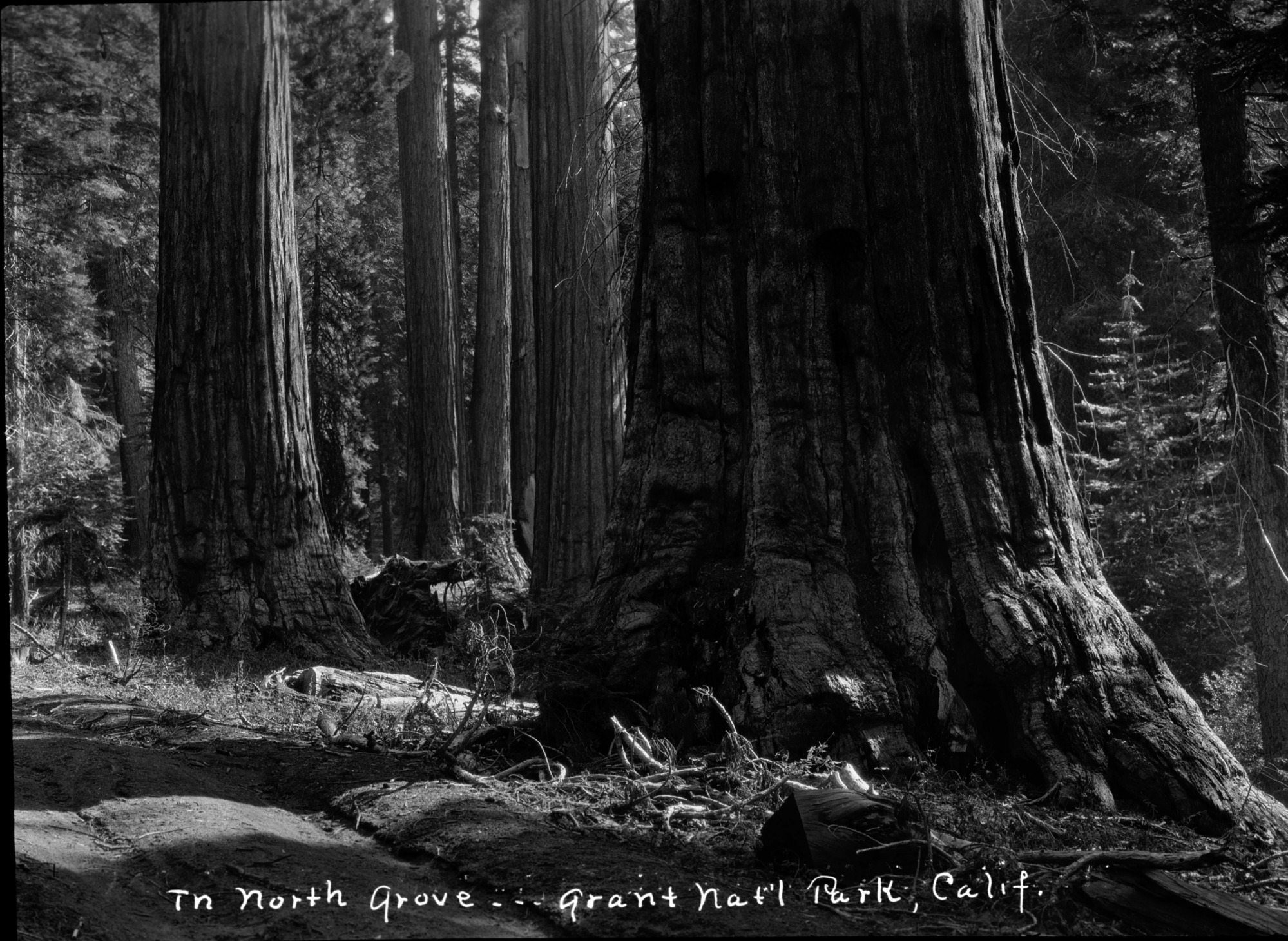SEKI Roberts Collection Series: 2 Negatives; 13 Sequoias