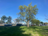 A tall pear tree with leafy, upright branches stands in a grassy area beside a road with cars. A river is visible in the background. 
