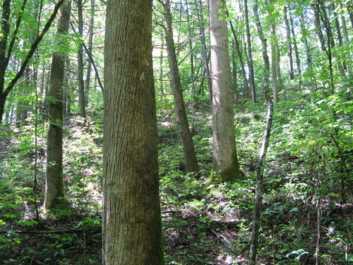 GRSM Accuracy Assessment. Plot Code: GRSM_AA_0748_5