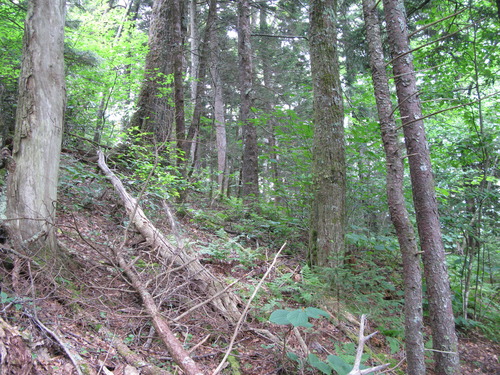 GRSM Accuracy Assessment. Plot Code: GRSM_AA_0281_4