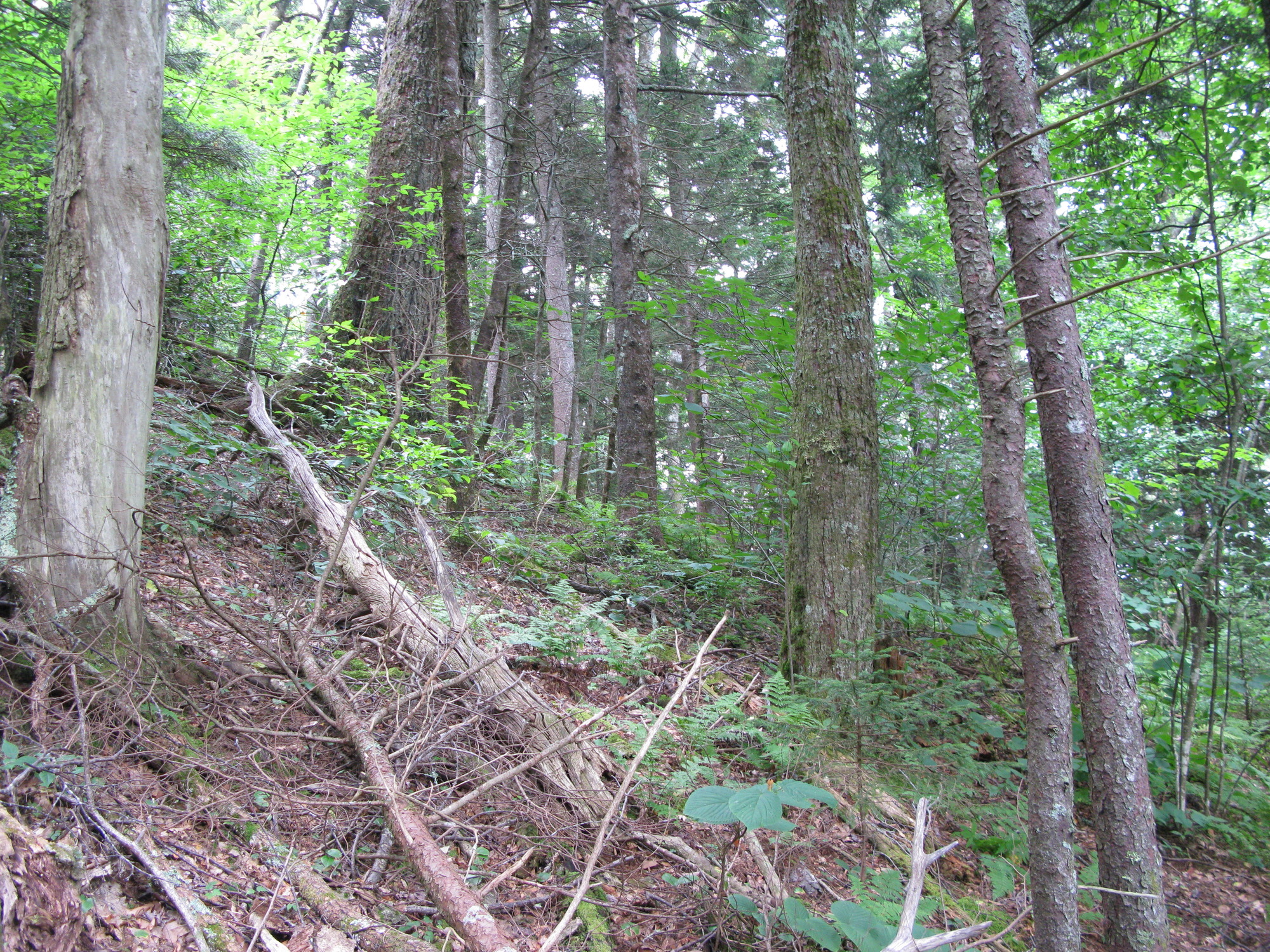 GRSM Accuracy Assessment. Plot Code: GRSM_AA_0281_4