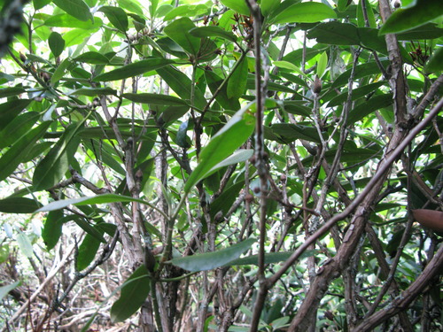 GRSM Accuracy Assessment. Plot Code: GRSM_AA_0313_5