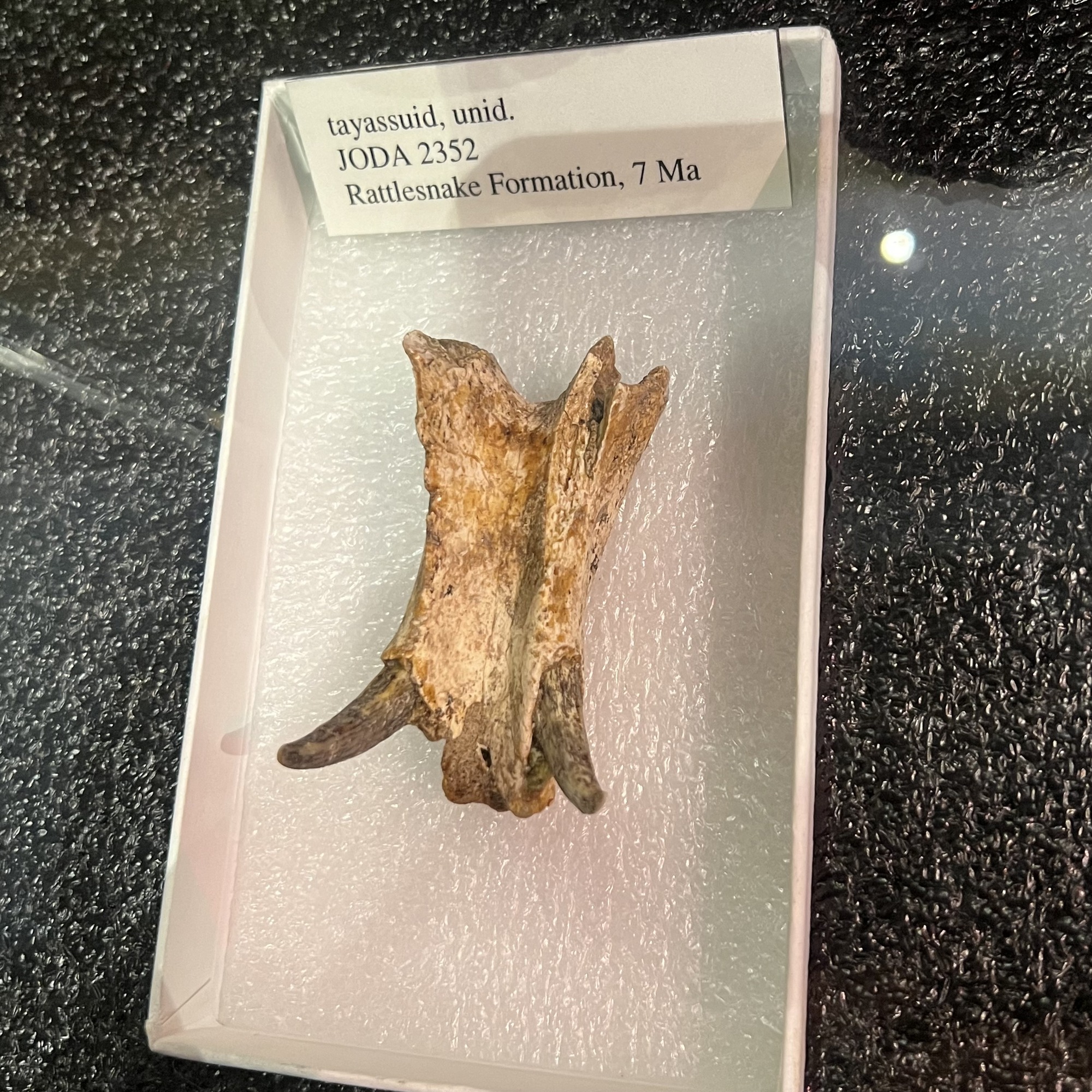 ancient peccary jaw