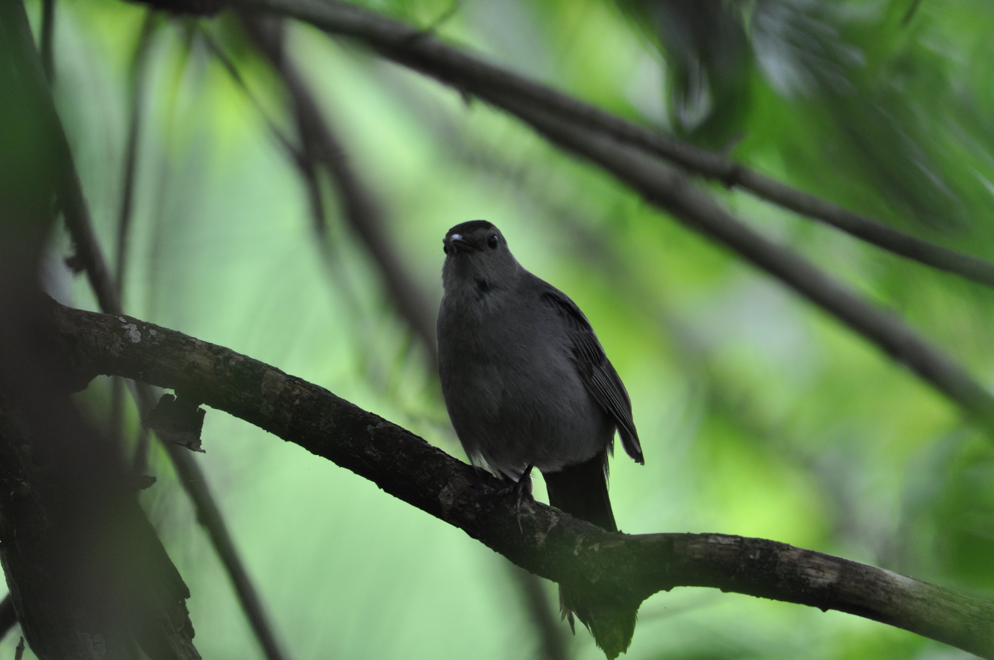Grey Catbird