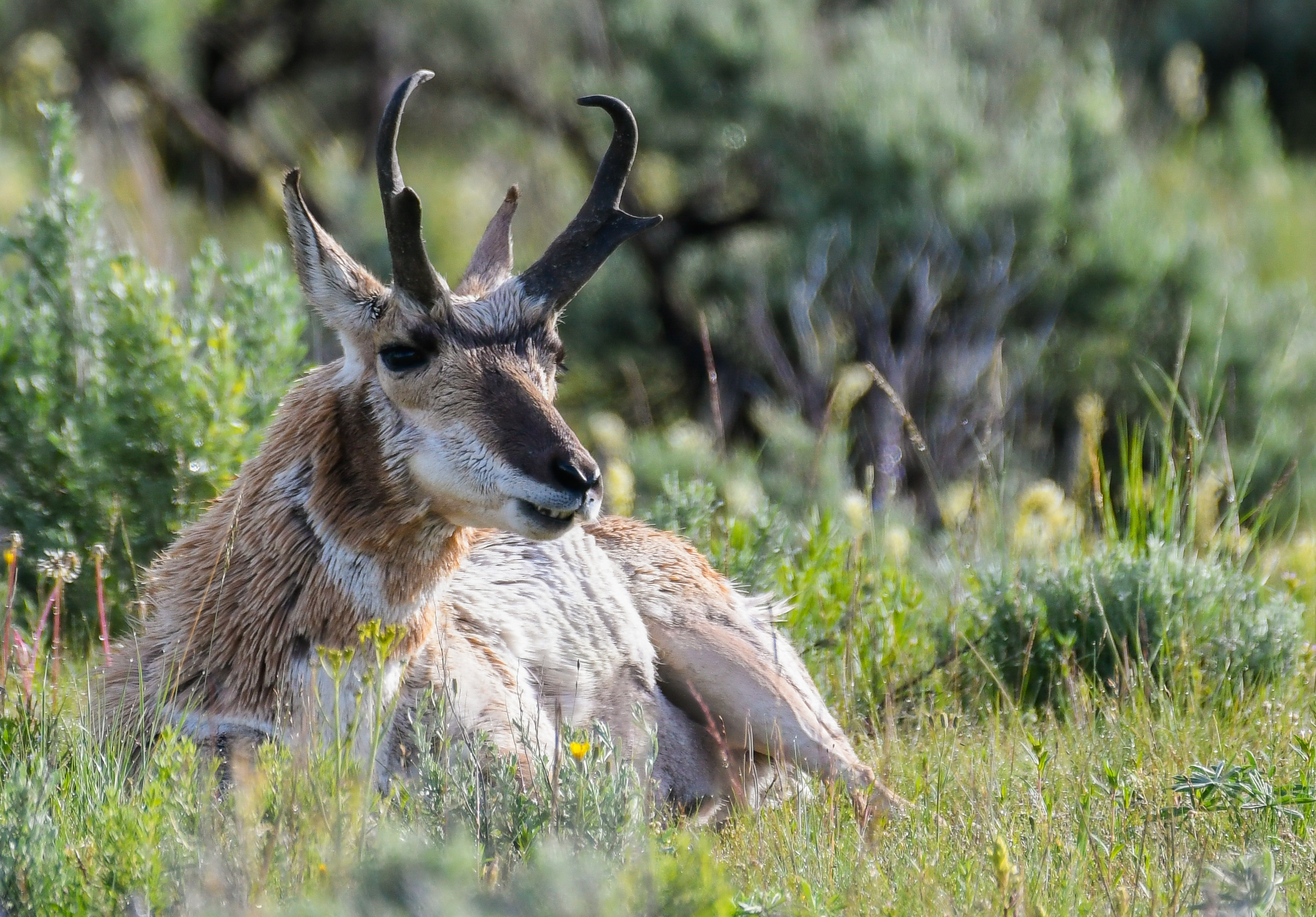 A pronghorn laying on grass
