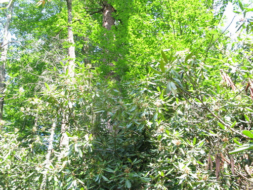 GRSM Accuracy Assessment. Plot Code: GRSM_AA_0796_3