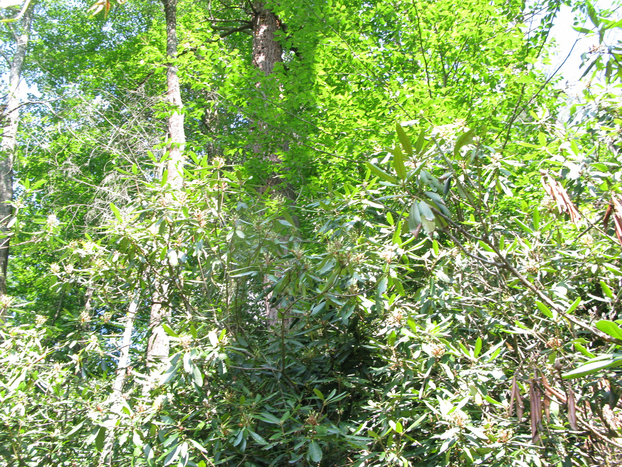 GRSM Accuracy Assessment. Plot Code: GRSM_AA_0796_3