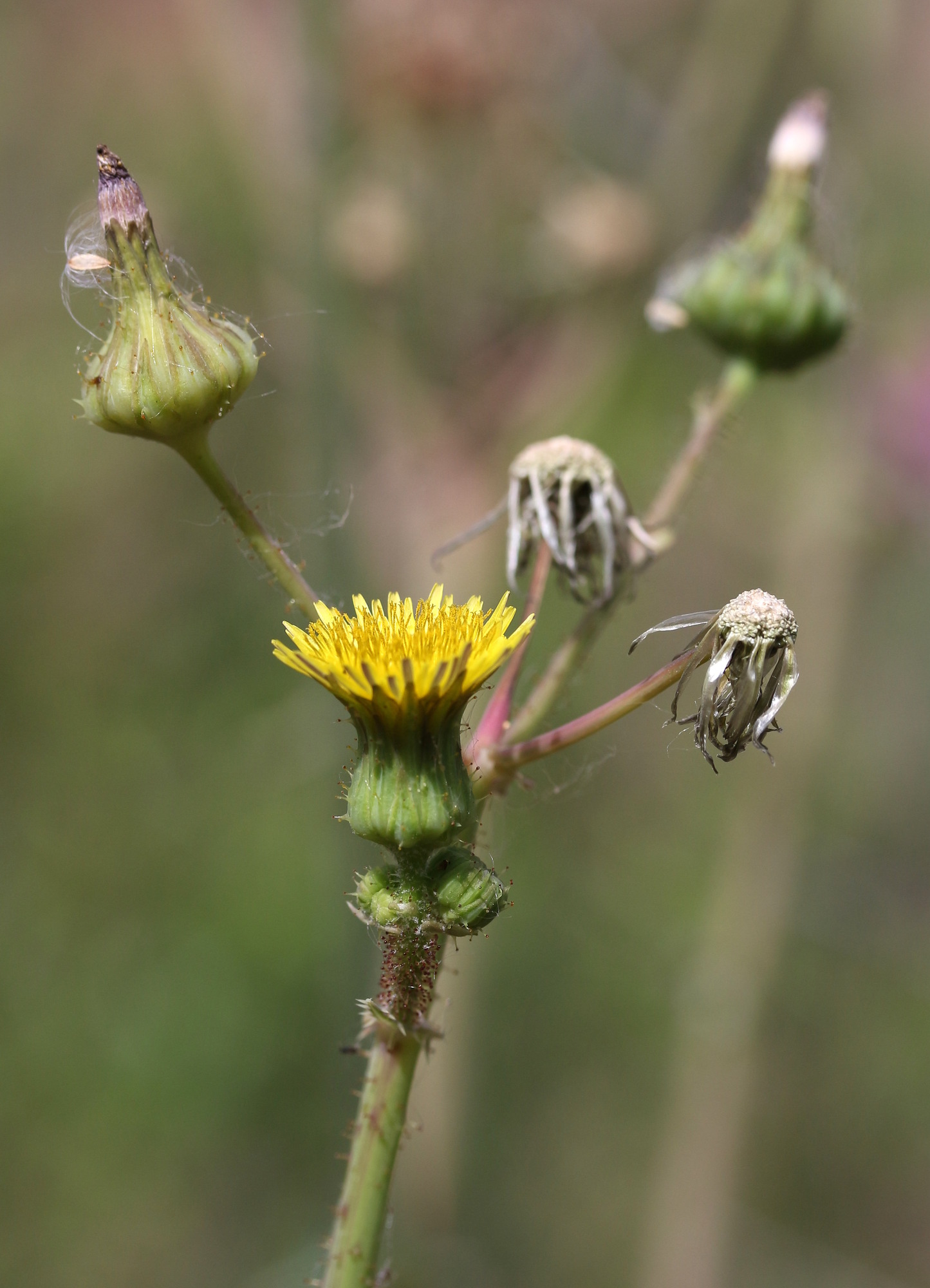 Sonchus asper, Spiny-leaf sow-thistle
