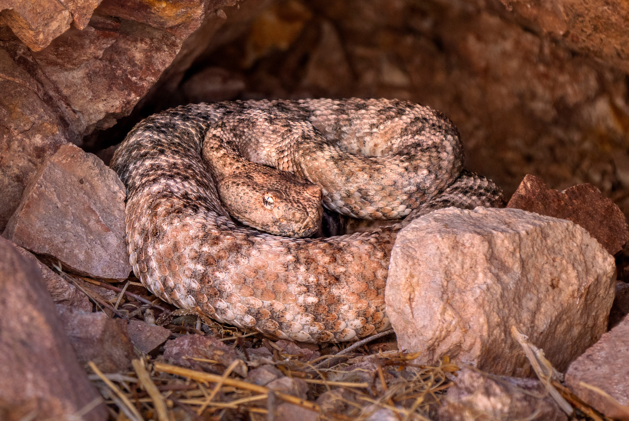 coiled snake in opening of rocks